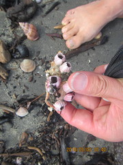 Notomegabalanus decorus