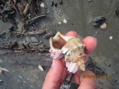 Notomegabalanus decorus