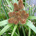 Cyperus insularis - Photo no rights reserved, uploaded by Peter de Lange