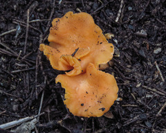 Cantharellus concinnus