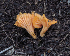 Cantharellus concinnus