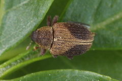 Lignyodes enucleator