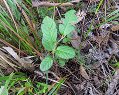 Pomaderris elliptica