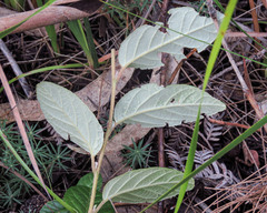 Pomaderris elliptica