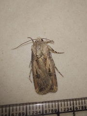 Agrotis