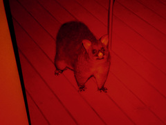 Trichosurus vulpecula fuliginosus