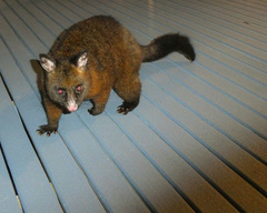 Trichosurus vulpecula fuliginosus