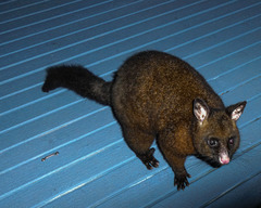Trichosurus vulpecula fuliginosus
