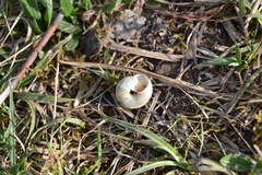 Fruticicola fruticum