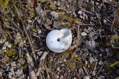 Fruticicola fruticum