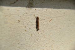 Euplagia quadripunctaria