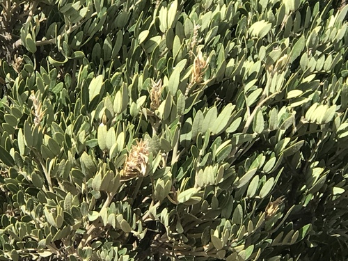 Dermatophyllum arizonicum, photograph 5