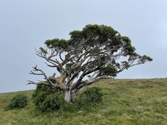 Eucalyptus pauciflora niphophila
