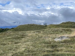 Eucalyptus pauciflora niphophila