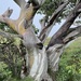 Snow Gum - Photo (c) Dean Nicolle, some rights reserved (CC BY-NC), uploaded by Dean Nicolle