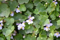 Cymbalaria muralis