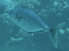 Uraspis uraspis