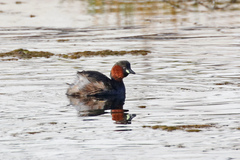 Tachybaptus ruficollis