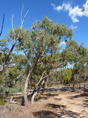 Eucalyptus goniocalyx goniocalyx