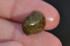 Ampullaceana balthica