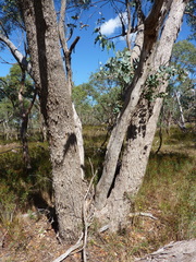 Eucalyptus goniocalyx goniocalyx