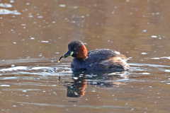 Tachybaptus ruficollis