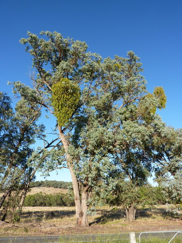 Eucalyptus cinerea