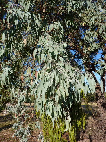 Eucalyptus cinerea