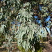 Eucalyptus cinerea triplex - Photo (c) Dean Nicolle,  זכויות יוצרים חלקיות (CC BY-NC), הועלה על ידי Dean Nicolle