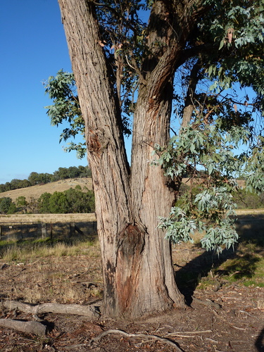 Eucalyptus cinerea