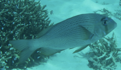 Gymnocranius superciliosus