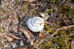 Fruticicola fruticum