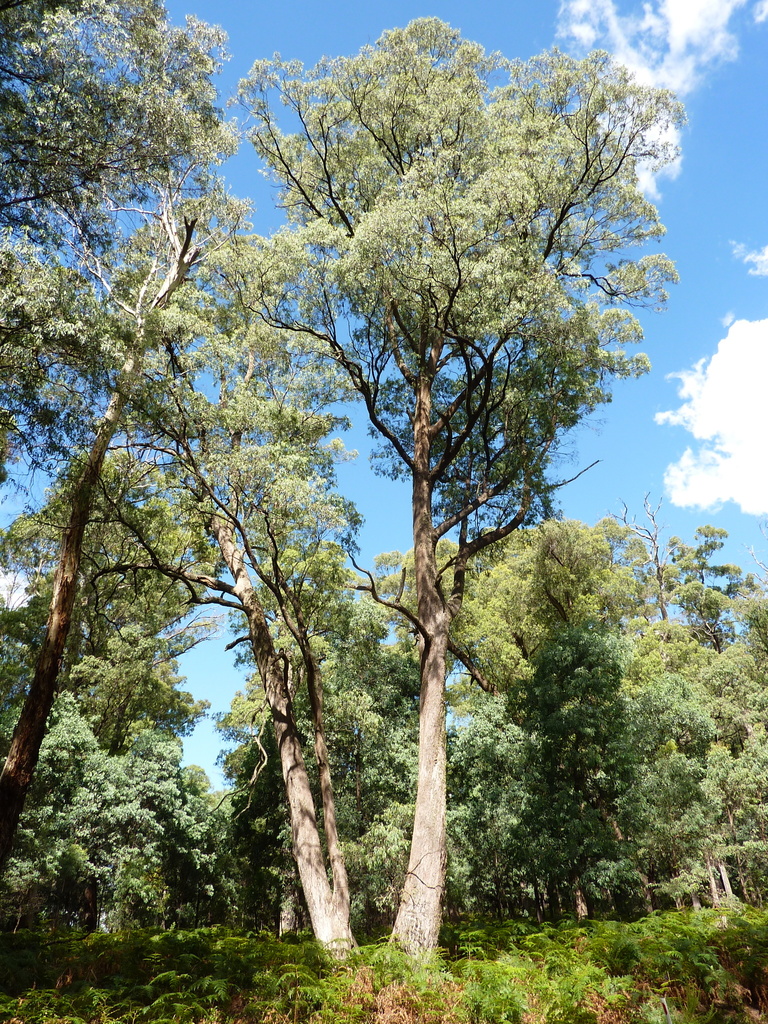 Eucalyptus robertsonii