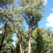 Eucalyptus radiata - Photo (c) Dean Nicolle,  זכויות יוצרים חלקיות (CC BY-NC), הועלה על ידי Dean Nicolle