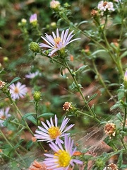 Symphyotrichum greatae