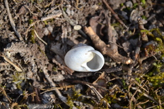 Fruticicola fruticum