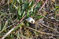 Fruticicola fruticum