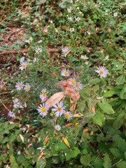 Symphyotrichum greatae