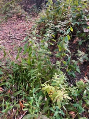 Symphyotrichum greatae