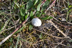 Fruticicola fruticum