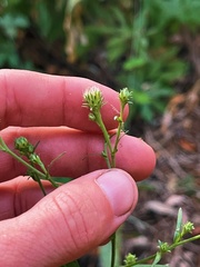 Symphyotrichum greatae