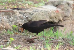 Turdus merula mauritanicus