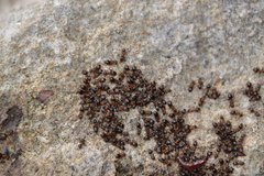 Lasius emarginatus
