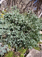 Eucalyptus pauciflora debeuzevillei