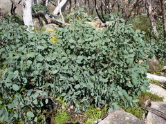Eucalyptus pauciflora debeuzevillei