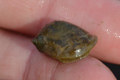 Ampullaceana balthica