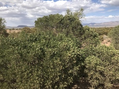 Dermatophyllum arizonicum