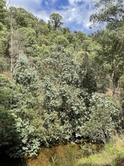 Eucalyptus neglecta