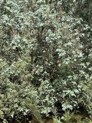 Eucalyptus neglecta