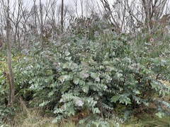 Eucalyptus perriniana